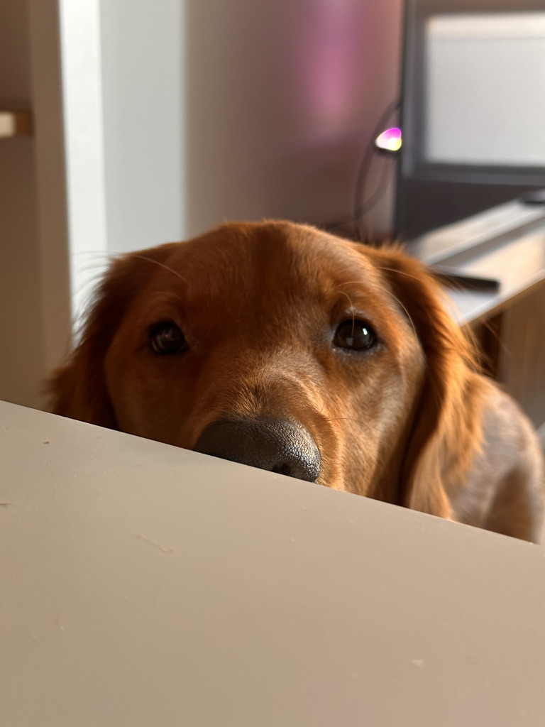 My dog Luka